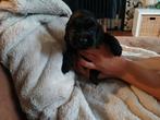 Amerikaanse cocker spaniels, Dieren en Toebehoren, 8 tot 15 weken, Meerdere, Meerdere dieren, Spaniël