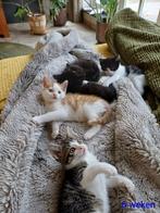 Kittens, geboren 25 sept, Dieren en Toebehoren, Katten en Kittens | Raskatten | Korthaar, Meerdere dieren, Ontwormd, 0 tot 2 jaar