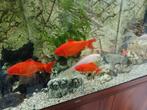 Mooie  vissen, Dieren en Toebehoren, Vissen | Aquariumvissen, Vis