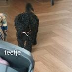 Labradoodle puppy's, 8 tot 15 weken, Meerdere, Meerdere dieren, Middel