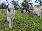 2 jonge geitjes, Dieren en Toebehoren, Meerdere dieren, 0 tot 2 jaar