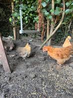 Cochin kuikens, Dieren en Toebehoren, Pluimvee, Kip