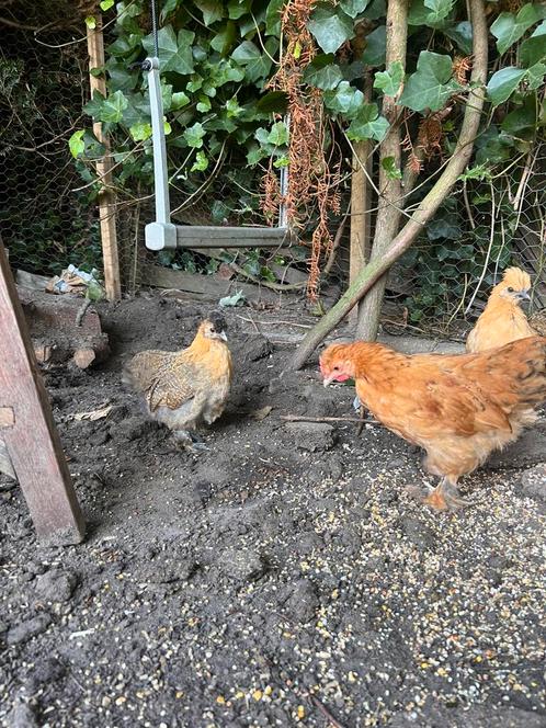 Cochin kuikens, Dieren en Toebehoren, Pluimvee, Kip