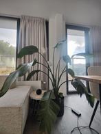 Strelitzia, paradijsvogel-plant inclusief pot, Ophalen, Halfschaduw, 150 tot 200 cm
