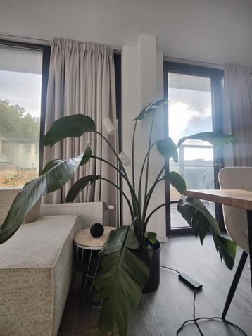 Strelitzia, paradijsvogel-plant inclusief pot  beschikbaar voor biedingen