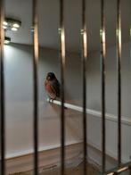 Rood zwart mozaïek man v.sint, Dieren en Toebehoren, Vogels | Kanaries