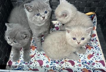 Nog 1 prachtig 100% Britse korthaar poes bleu te koop beschikbaar voor biedingen