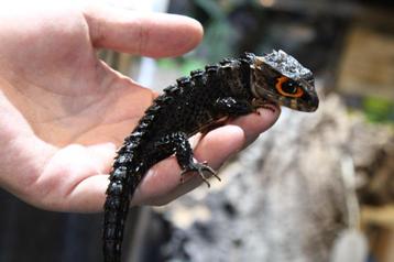 Roodoog krokodilskink	Tribolonotus gracilis beschikbaar voor biedingen