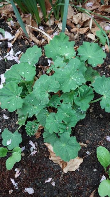 Alchemilla mollis of Vrouwenmantel beschikbaar voor biedingen