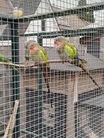 Princes of Wales parkieten, Dieren en Toebehoren, Vogels | Parkieten en Papegaaien, Meerdere dieren, Parkiet
