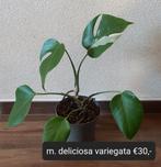 Monstera deliciosa variegata, Overige soorten, Minder dan 100 cm, Ophalen of Verzenden, Halfschaduw