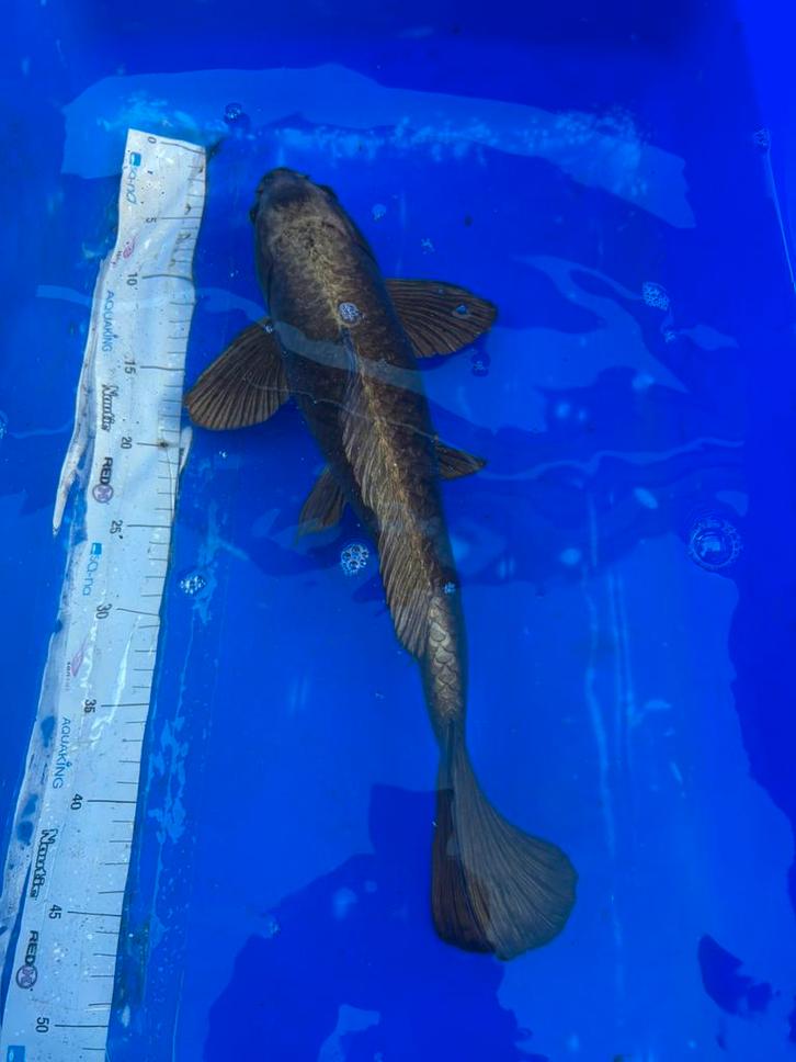 Koi karpers, Dieren en Toebehoren, Vissen | Vijvervissen, Karper of Koi