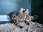 Sabelpoot krielkip | Rustige kleine kriel | Passend advies, Dieren en Toebehoren, Pluimvee, Meerdere dieren, Kip