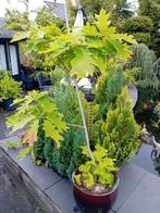 Vormboom/tuinbonsai  Amerikaanse eik, Tuin en Terras, Planten | Bomen, Ophalen of Verzenden, Volle zon, Overige soorten