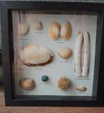 Lijst met schelpen uit de Noordzee (met namen), Verzamelen, Mineralen en Fossielen, Schelp(en), Ophalen of Verzenden