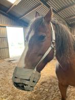 Grazemore graasmasker Best Friend maat horse, Dieren en Toebehoren, Ophalen of Verzenden, Zo goed als nieuw, Overige soorten