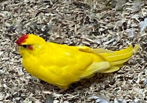 Gele kakarikie, Dieren en Toebehoren, Vogels | Parkieten en Papegaaien, Parkiet, Meerdere dieren