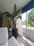 Strelitzia inclusief pot, Ophalen, Zo goed als nieuw