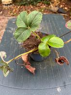 Gratis framberry aardbei stekken/planten, Ophalen, Overige soorten, Volle zon