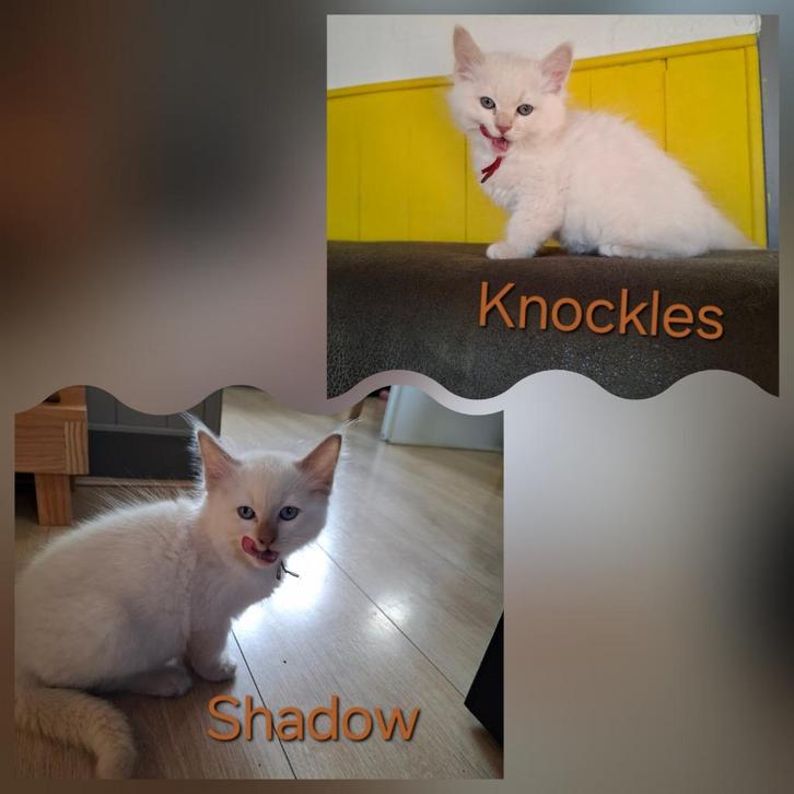 Ragdoll kittens met stamboom DNA/ECHO Cinn en Fawnmink tabby, Dieren en Toebehoren, Katten en Kittens | Raskatten | Langhaar, Meerdere dieren