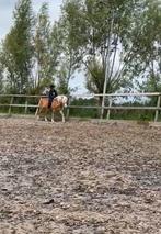 VerzorgPaard of Pony gezocht / verzorger aangeboden, Dieren en Toebehoren, Ophalen of Verzenden