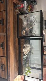 Bos schorpioen, Dieren en Toebehoren, Ophalen, Zo goed als nieuw, Terrarium of Paludarium