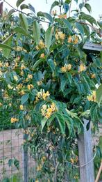 Kamperfoelie groenblijvend hertshooi viburnum tinus laurier, Ophalen, Laurier, Struik, 100 tot 250 cm