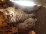 Ragamuffin Dame,geholpen Zoekt met Spoed ander huis, Dieren en Toebehoren, Poes, Gechipt, 6 jaar of ouder