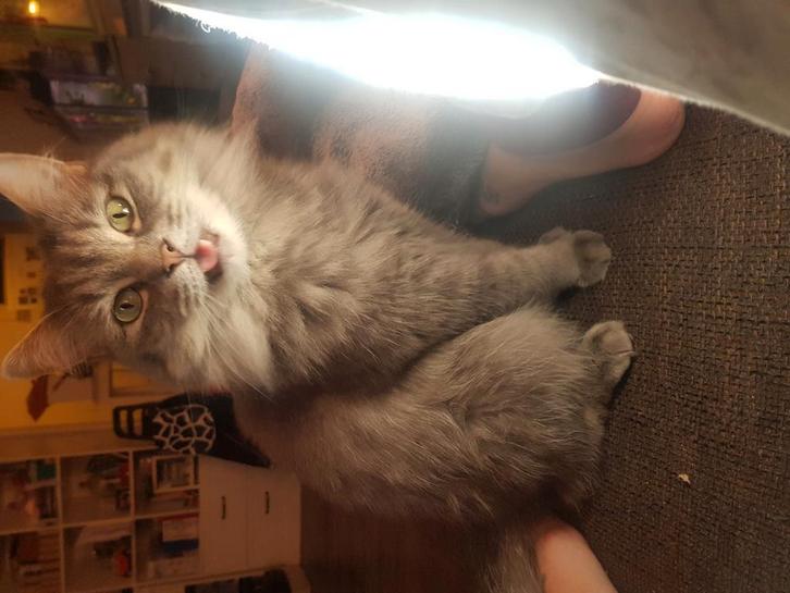 Ragamuffin Dame,geholpen Zoekt met Spoed ander huis, Dieren en Toebehoren, Katten en Kittens | Raskatten | Langhaar, Poes, 6 jaar of ouder