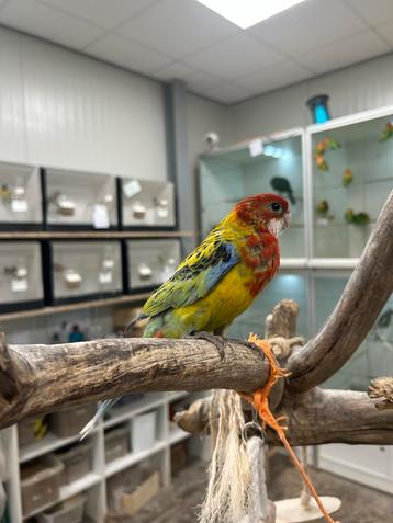 Hand tamme pracht rosella beschikbaar voor biedingen