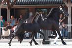 Stoer fries merrieveulen v. Jehannes, Dieren en Toebehoren, Paarden, Merrie, 0 tot 2 jaar