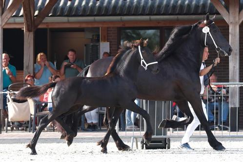Stoer fries merrieveulen v. Jehannes, Dieren en Toebehoren, Paarden, Merrie, 0 tot 2 jaar