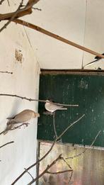 Lachduiven, Dieren en Toebehoren, Vogels | Duiven, Meerdere dieren