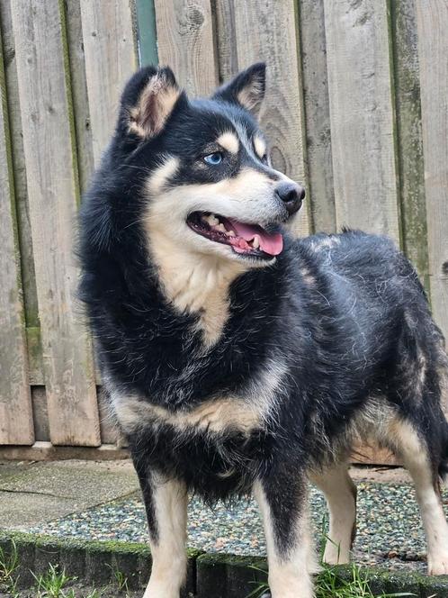 Pomsky te koop, Dieren en Toebehoren, Honden | Poolhonden, Keeshonden en Oertypen, Teef, Poolhond, Particulier, Eén hond, Nederland