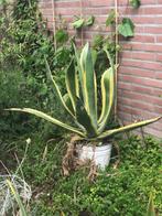 2 x Agave Americana  bieden vanaf 60 Euro, Volle zon, Vaste plant, Zomer, Ophalen
