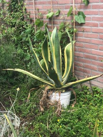 2 x Agave Americana  bieden vanaf 60 Euro beschikbaar voor biedingen
