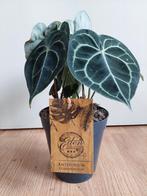 Anthurium Clarinervium - Aderplant/Flamingoplant H: 37 cm., Huis en Inrichting, Kamerplanten, Ophalen, Overige soorten, Halfschaduw