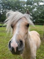Knappe mini paard hengstjes, Dieren en Toebehoren, Pony's, 0 tot 2 jaar, Hengst, A pony (tot 1.17m), Onbeleerd