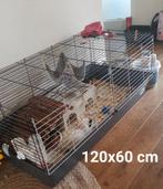 Caviakooi (met wat toebehoren), Dieren en Toebehoren, Ophalen, Kooi, 60 tot 90 cm, Cavia