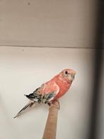 Te koop fallow rosé bourkes, Mannelijk, Papegaai