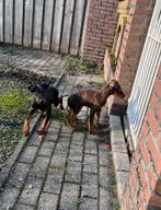 Super leuke Dobberman pups teefje & reutje, Overige rassen, 8 tot 15 weken, Meerdere dieren, Eén hond
