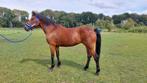 De meest lieve New Forest pony die er is, Dieren en Toebehoren, Merrie, Recreatiepony