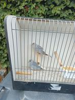 Bonte diamant duiven, Dieren en Toebehoren, Vogels | Overige Vogels, Meerdere dieren, Geringd