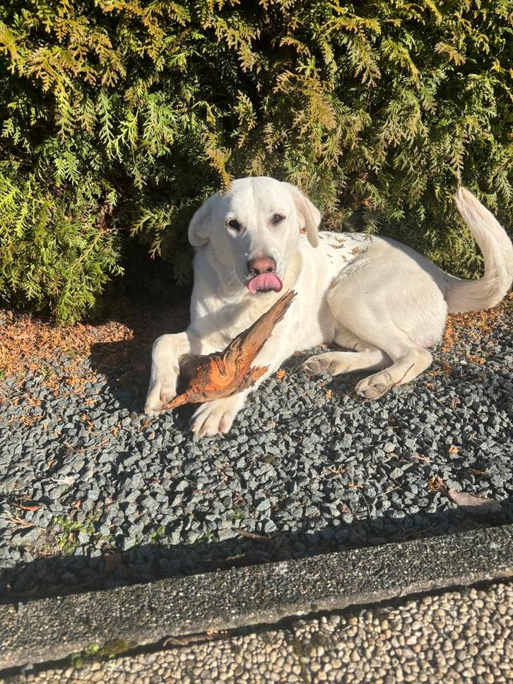 Witte herder x labrador, Dieren en Toebehoren, Honden | Niet-rashonden, Groot, Reu, Particulier, Eén hond, Nederland, 15 weken tot 1 jaar