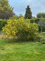 Vijgenboom, Tuin en Terras, Planten | Bomen, Bloeit niet, Overige soorten, 100 tot 250 cm, Ophalen