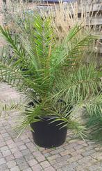 Phoenix Canariensis, Canarische Palmboom, hoogte 1.75 m., Volle zon, Vaste plant, Bloeit niet, Ophalen
