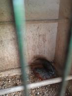 Chinese dwerg kwartels, Meerdere dieren, Tropenvogel