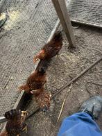 Barneveldse krielkippen, Dieren en Toebehoren, Pluimvee, Meerdere dieren, Kip