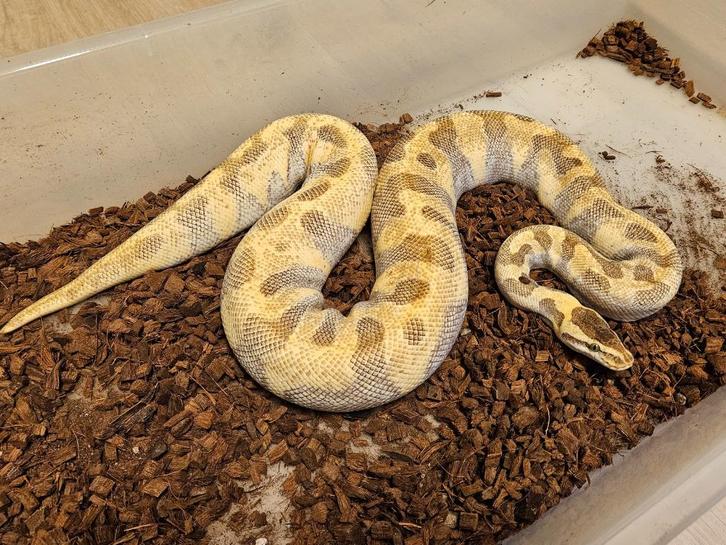 Super Enchi Lesser Kweekvrouw - PRACHTDIER!