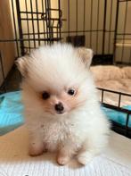 Pomeranian pup teefje, Dieren en Toebehoren, Parvo, Overige rassen, 8 tot 15 weken, Teef
